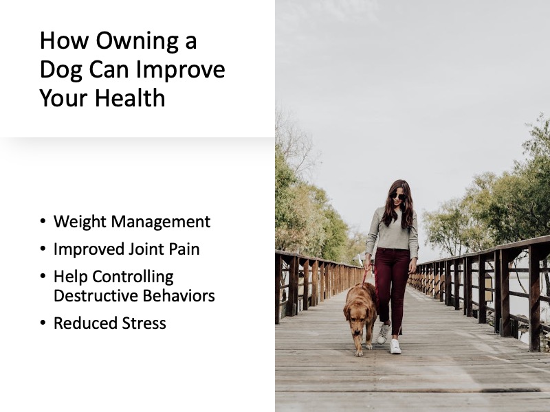 How Owning a Dog Can Improve Your Health