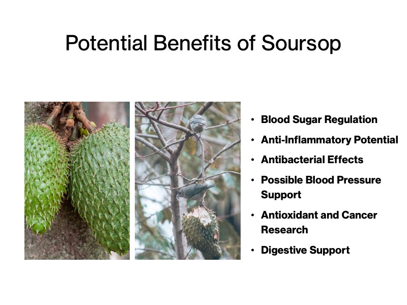 Benefits of Soursop