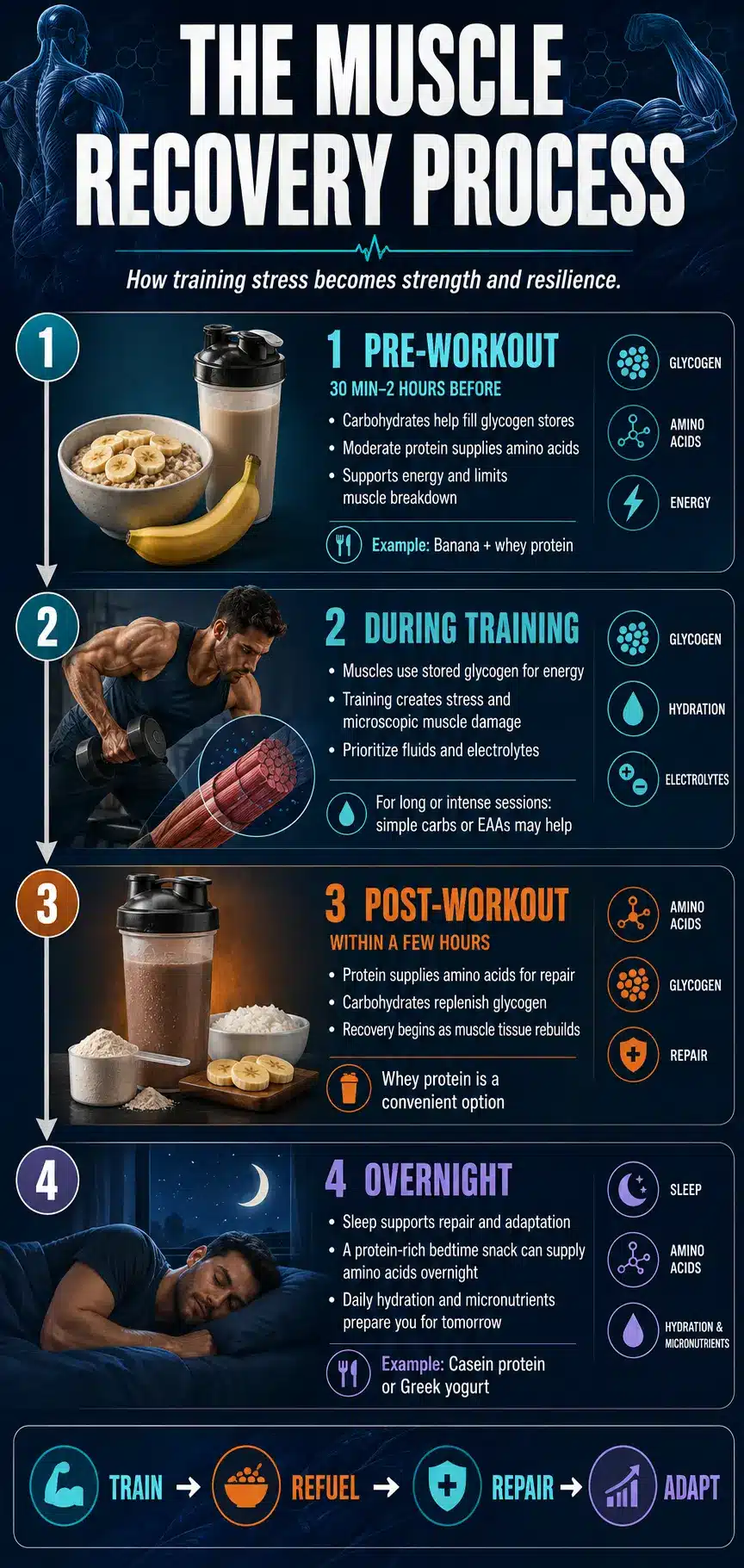 muscle recovery process infographic